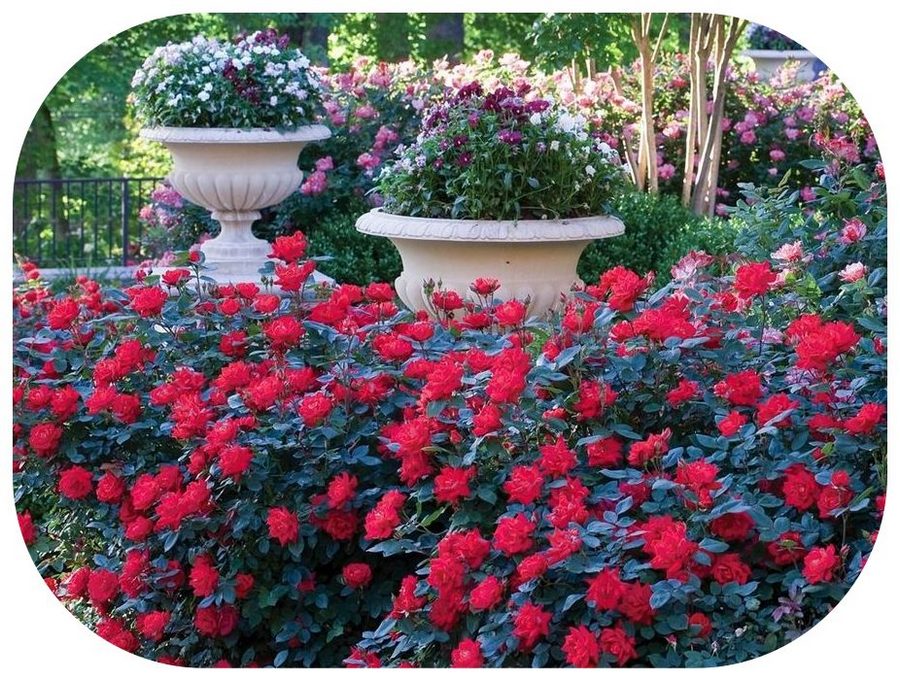 Double Knock Out róże rabatowe